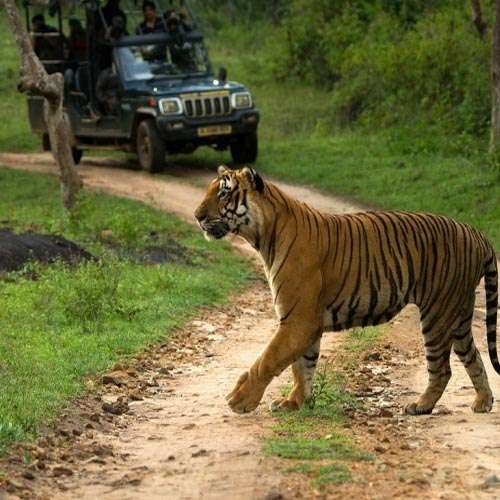 Jungle Mist Resorts & Holidays Pvt. Ltd. About Us Picture-2